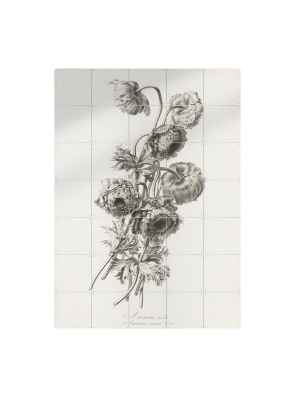 Cuadro Decorativo IXXI  Botanicals