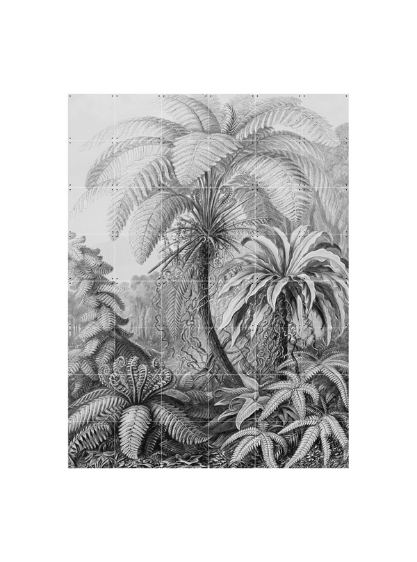 Cuadro Decorativo IXXI Ferns - Ernst Haeckel