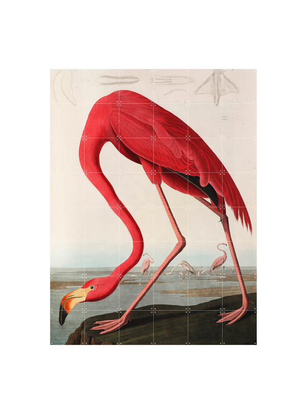 Cuadro Decorativo IXXIo Flamingo - John James Audubon