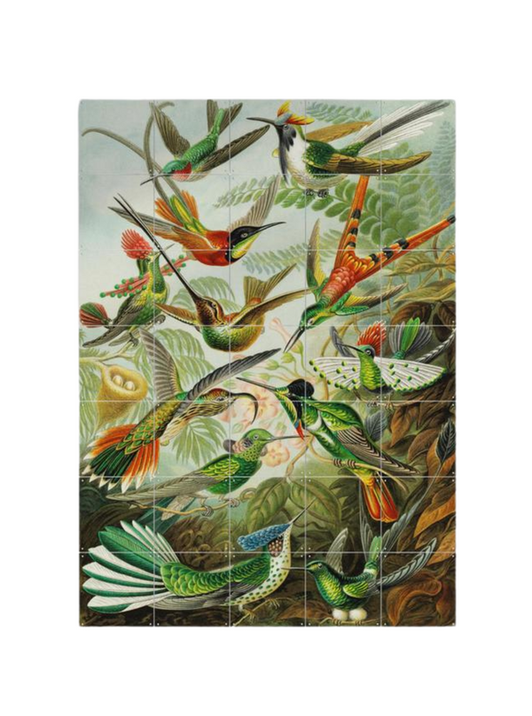 Cuadro Decorativo IXXI Pequeño Hummingbirds - ernst Haeckel