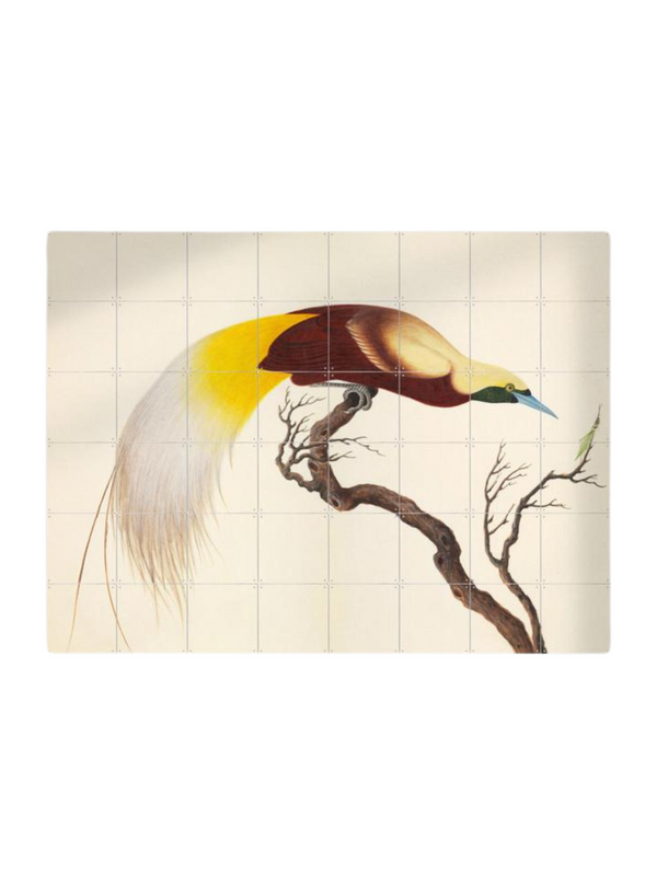 Cuadro Decorativo IXXI Lesser Bird of Paradise