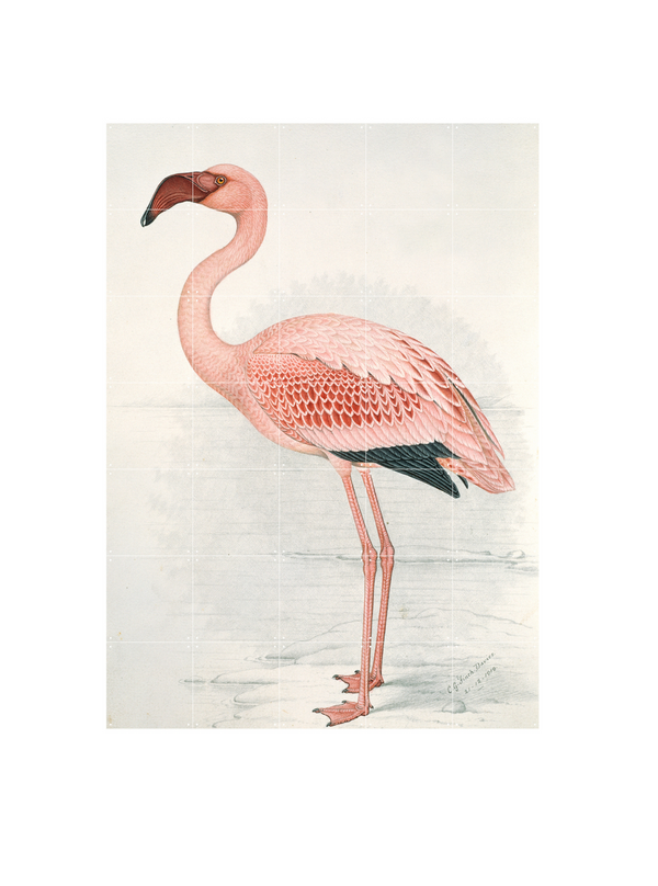 Cuadro Decorativo IXXI Lesser Flamingo - Claude Finch Davies