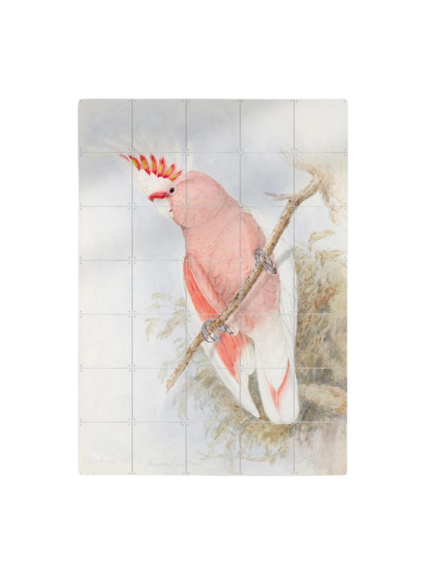 Cuadro Decorativo IXXI Pink Cockatoo
