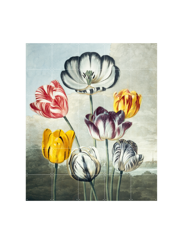 Cuadro decorativo IXXI - Tulips